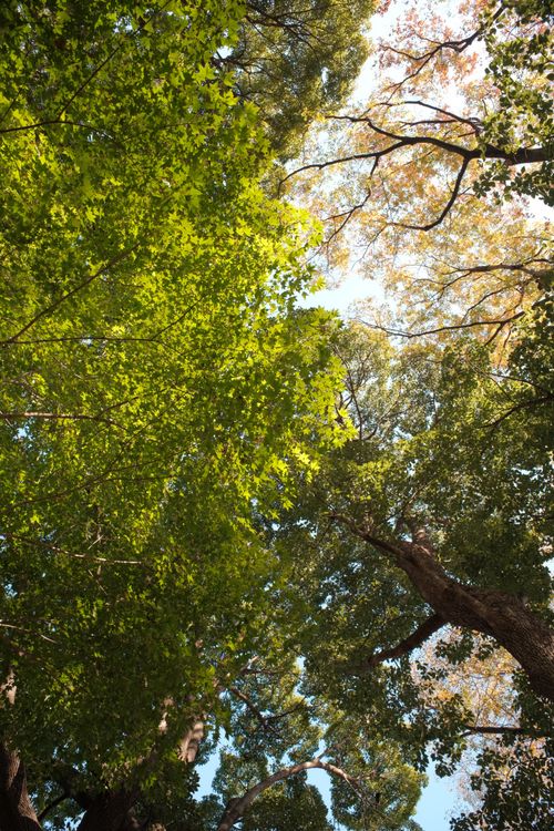Free A view of lush green and autumn yellow leaves in a sunlit canopy. Stock Photo