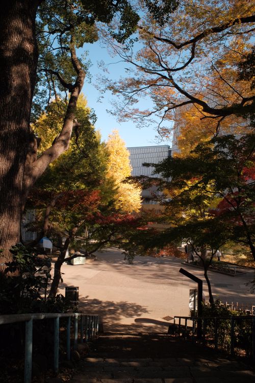 Free A peaceful autumn scene with colorful foliage and steps leading through a sunny park. Stock Photo