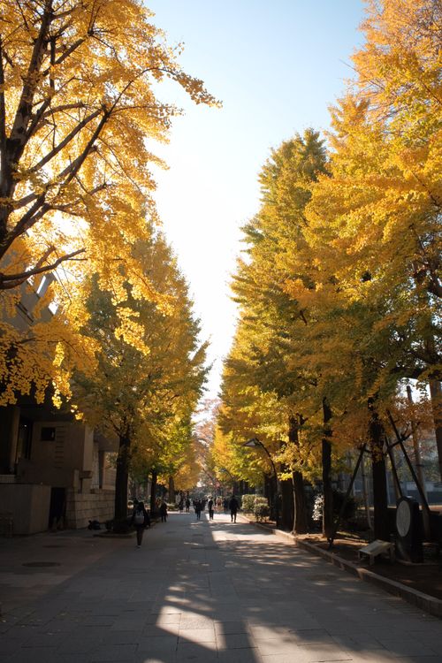 Free A serene footpath lined with vibrant yellow autumn trees on a sunny day. Stock Photo