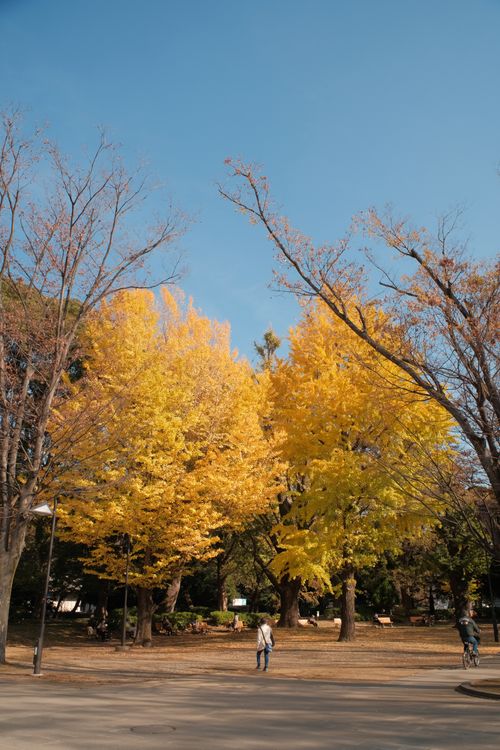 Free Beautiful autumn day with golden trees and clear blue sky, capturing a tranquil seasonal moment in nature. Stock Photo