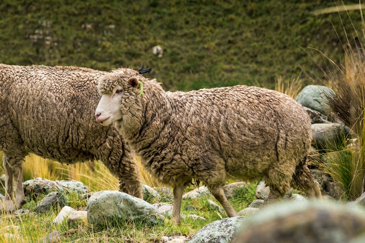 Close Up Of Sheep