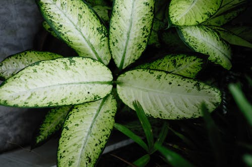 Dieffenbachia Seguine Plant 