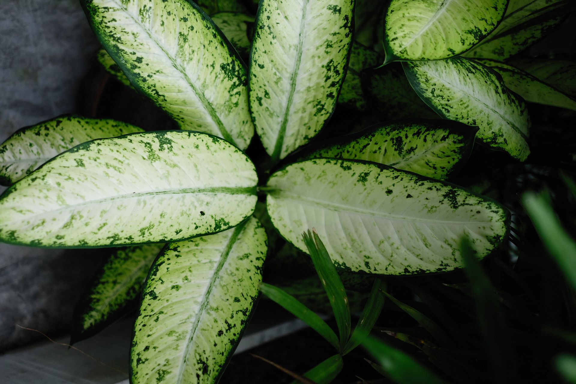 A detailed view of lush Dieffenbachia leaves, showcasing their unique variegated patterns.
