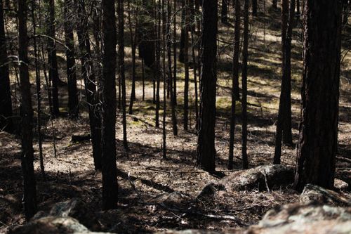 Free A tranquil forest landscape featuring tall pine trees and gentle sunlight. Stock Photo