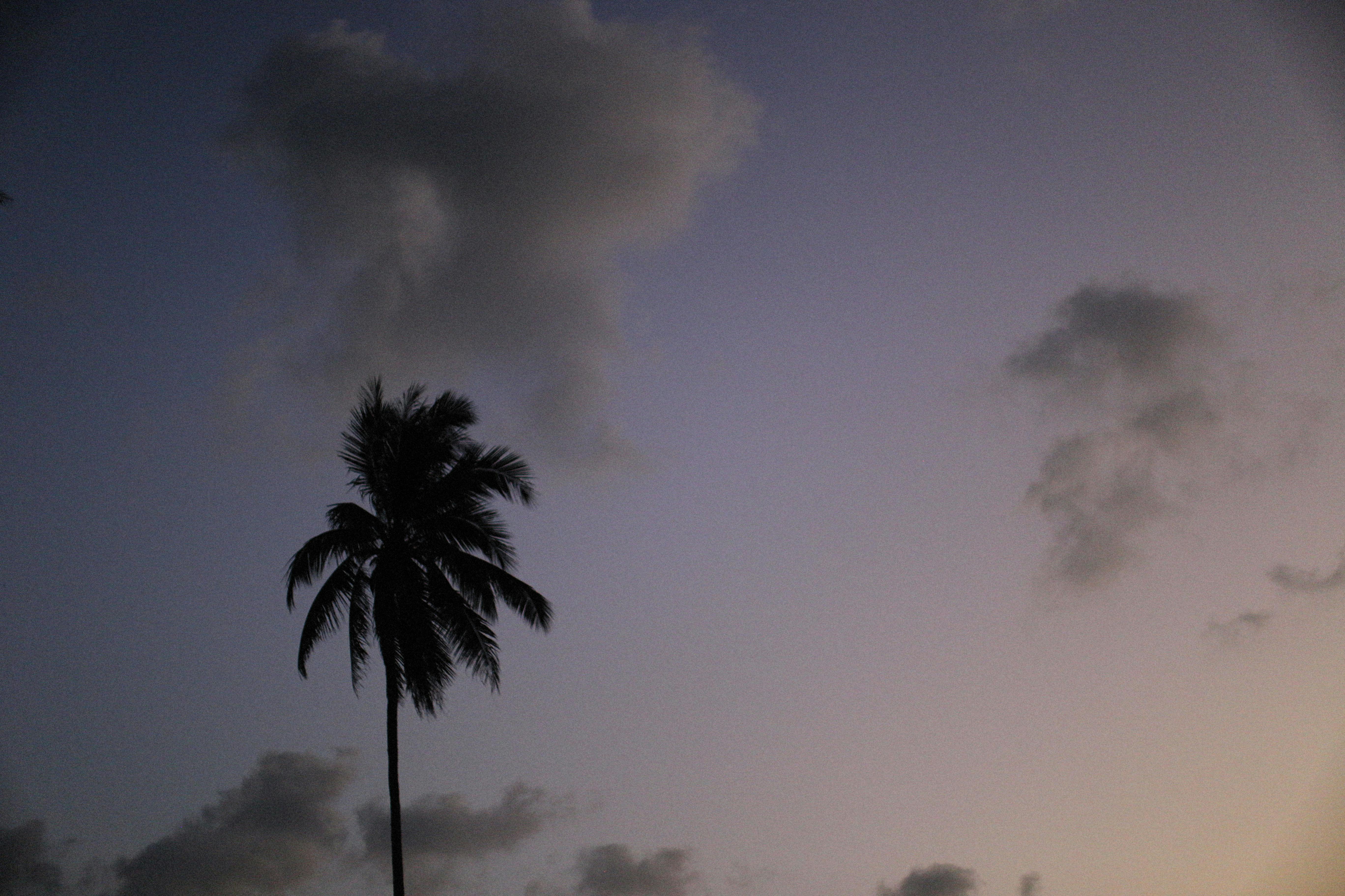 A solitary palm tree silhouette at twilight with soft clouds and a calming sky.
