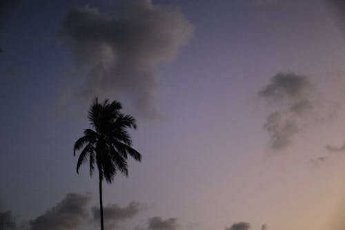Gratis lagerfoto af himmel, palmetræ, silhouet Lagerfoto
