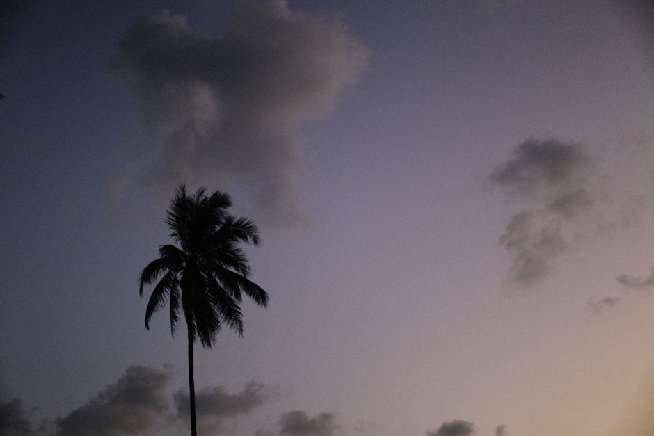 A solitary palm tree silhouette at twilight with soft clouds and a calming sky.