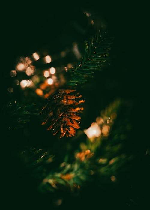 Brown Pine Cone in Close Up Shot