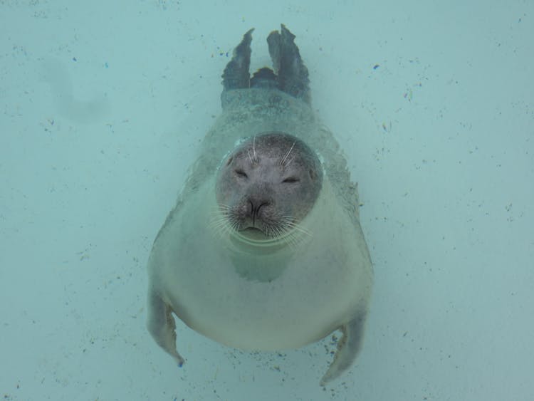 Adorable Seal In The Water