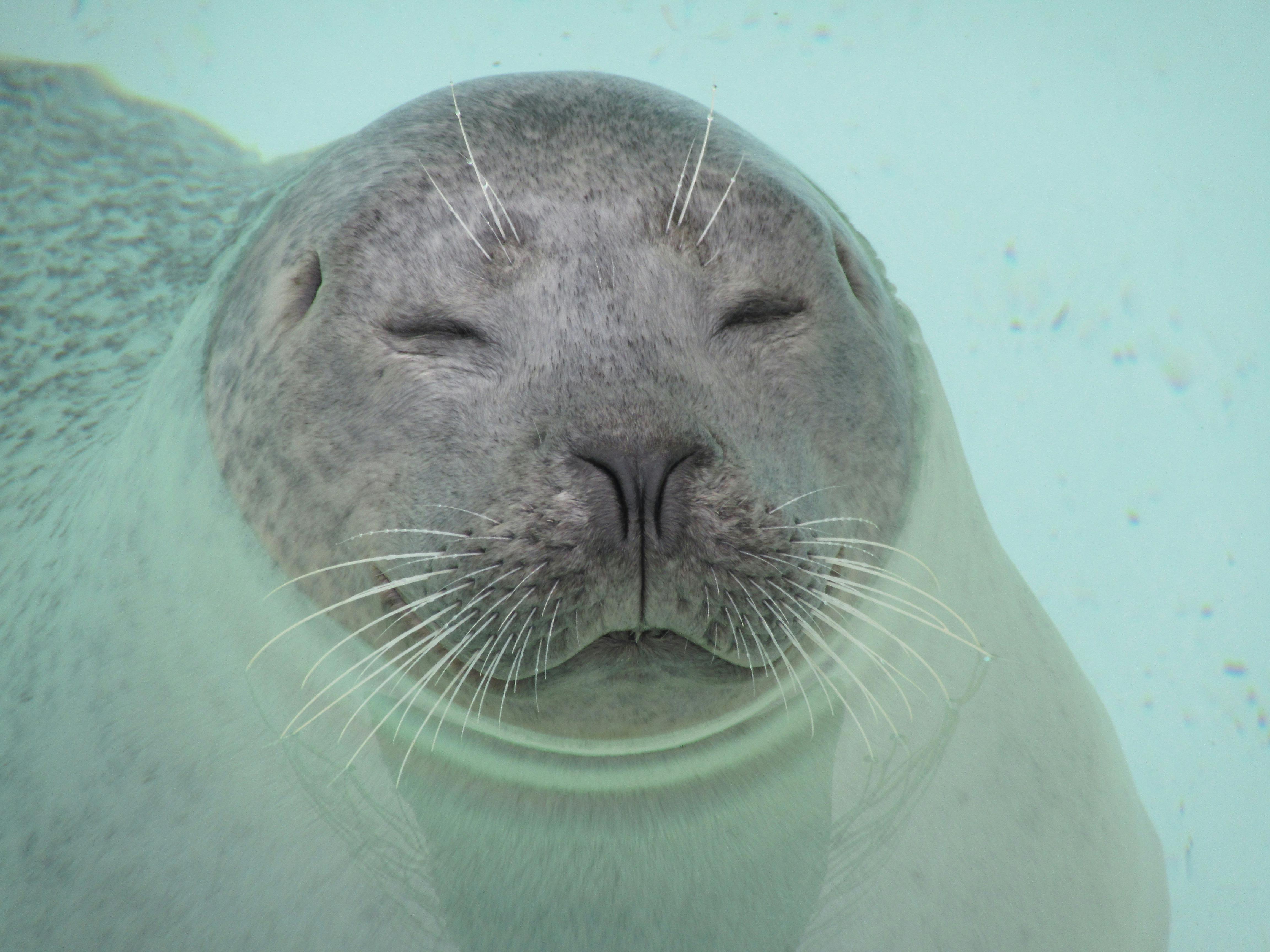 Adorable grey seal with eyes closed underwater, showcasing peacefulness and grace.