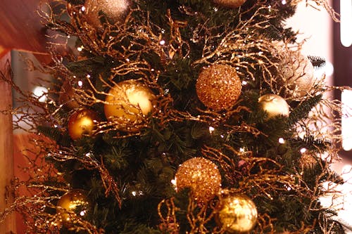 Free stock photo of adornment, christmas, christmas trees