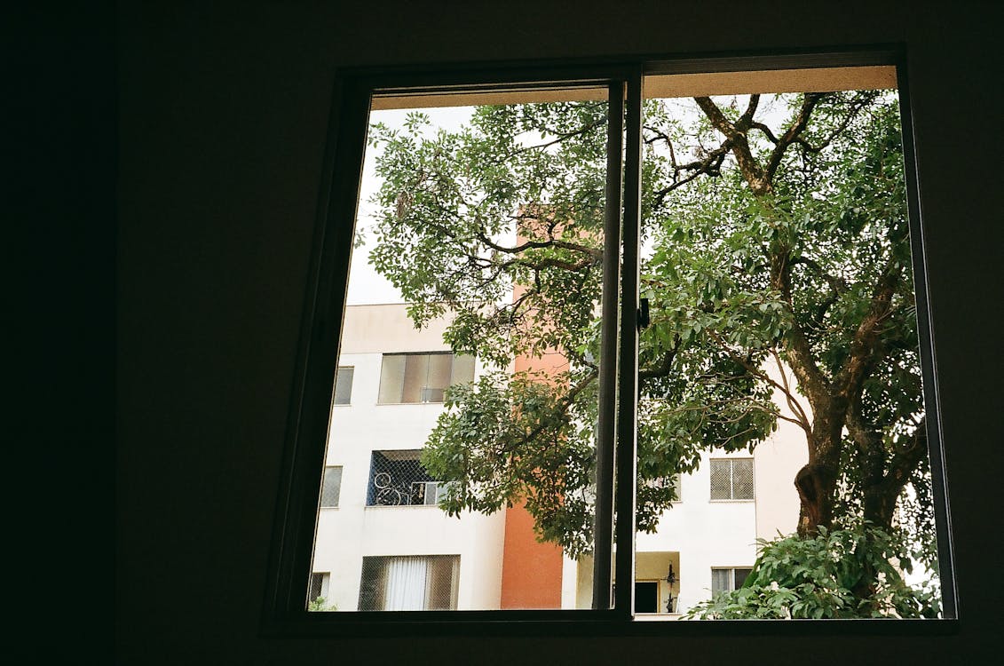 닫힌 된 유리 창 밖에 갈색 나무