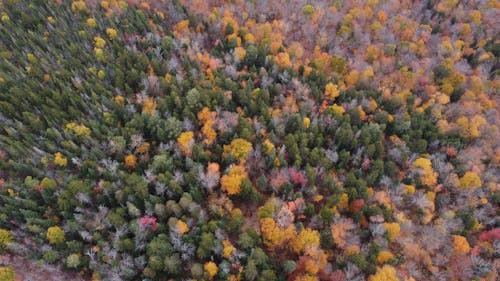 
An Aerial Shot of a Forest