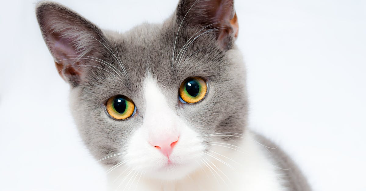 Adorable grey and white cat with striking yellow eyes against a plain backdrop.