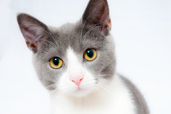 Adorable grey and white cat with striking yellow eyes against a plain backdrop.