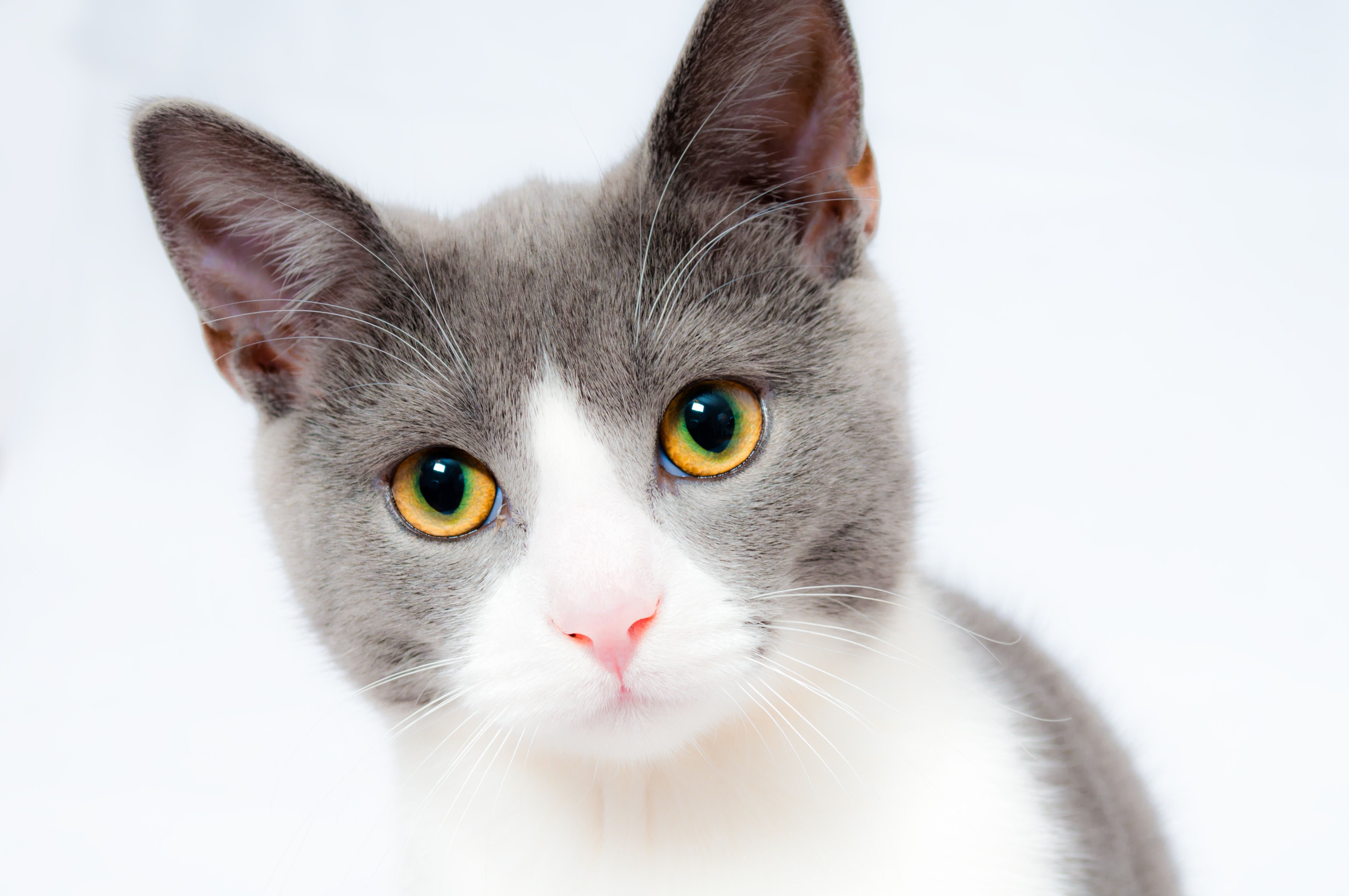 Cat Design Handbags for Women: Unleash Your Inner Feline!