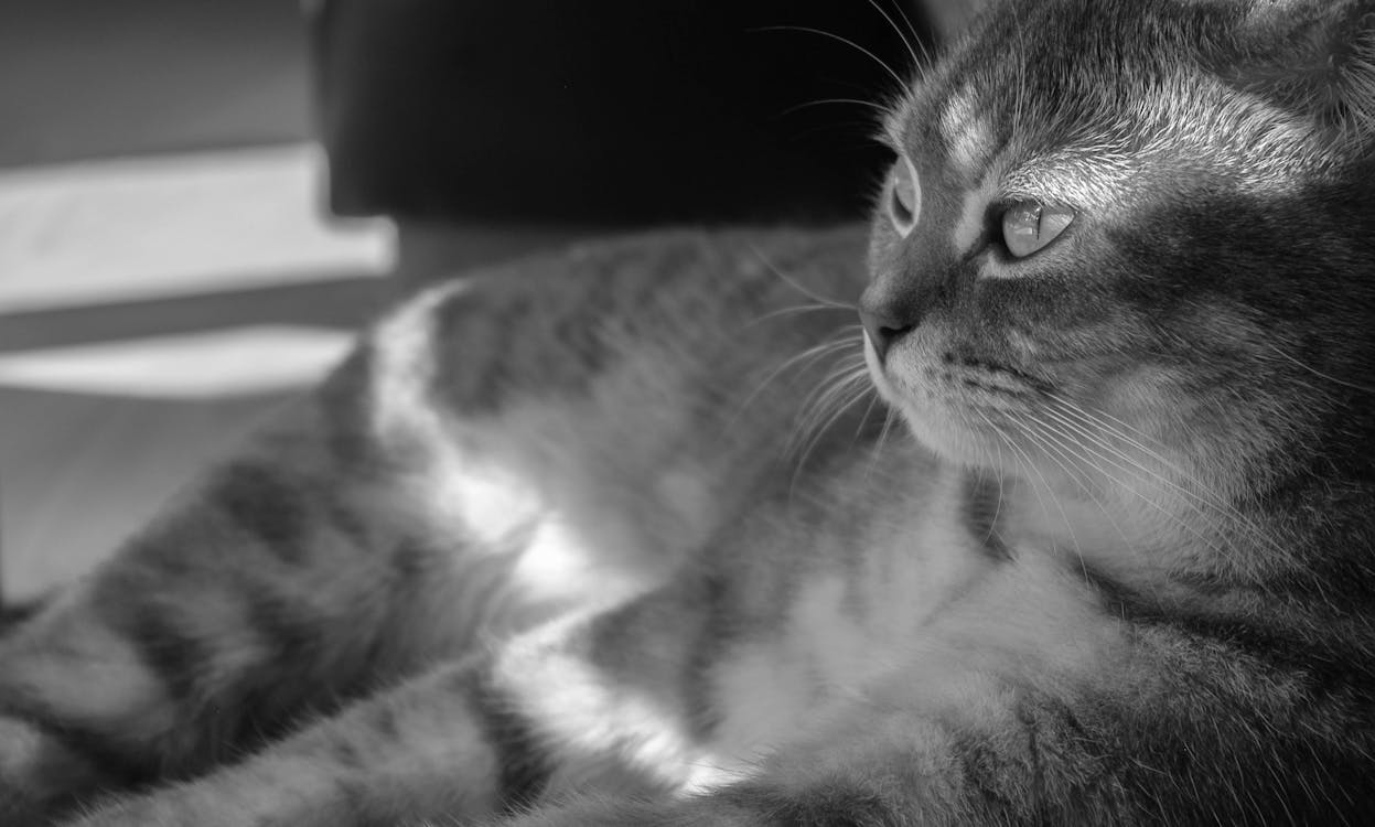 Grayscale Photo of Gray Cat