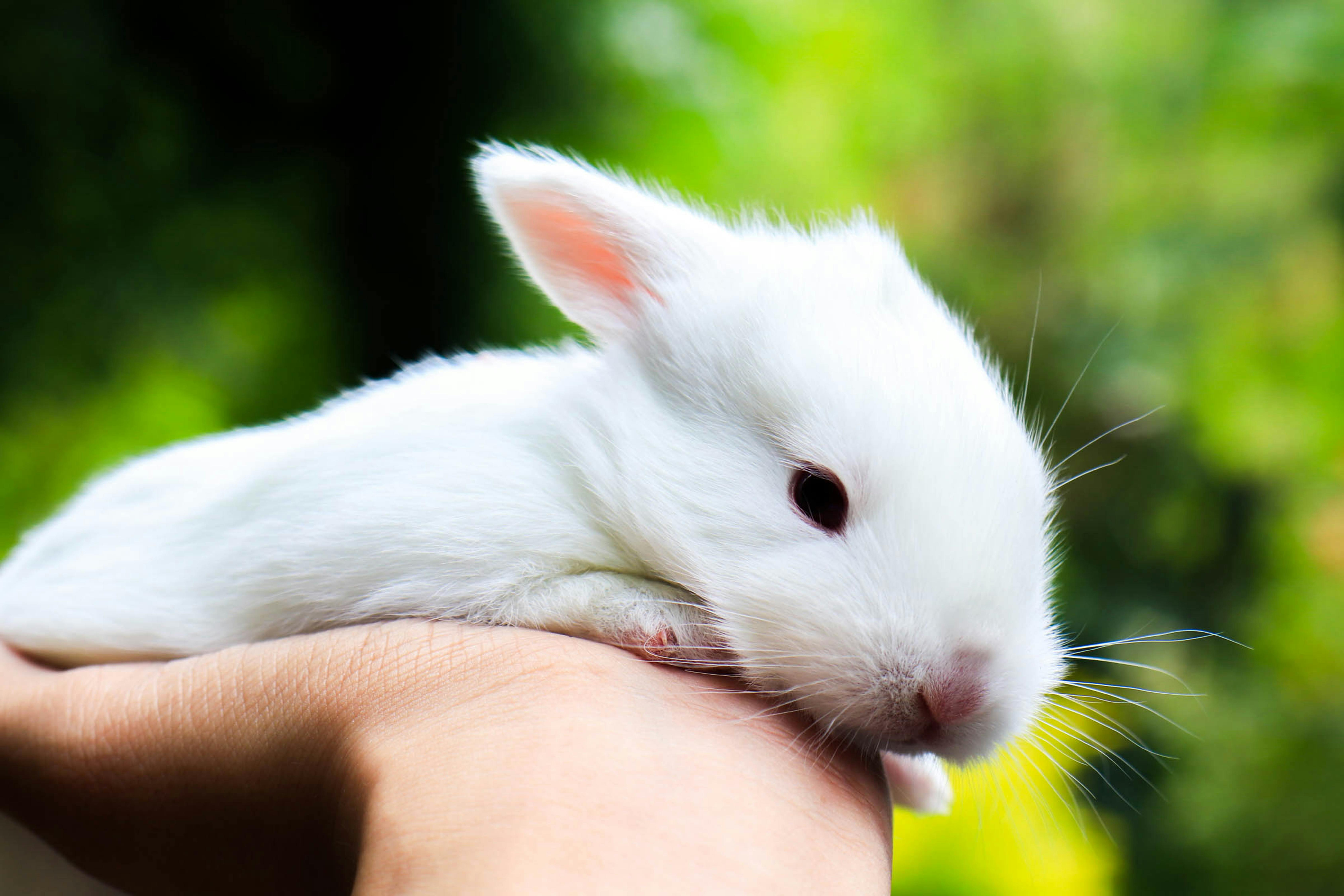 farm rabbit