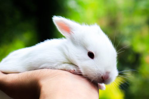 Free Close-up of a cute white rabbit resting on a person's hand outdoors. Stock Photo