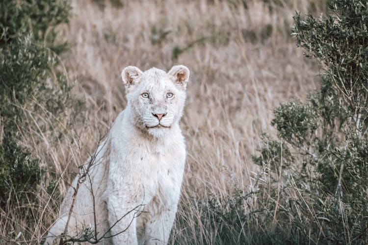 
A White Lioness In The Wild