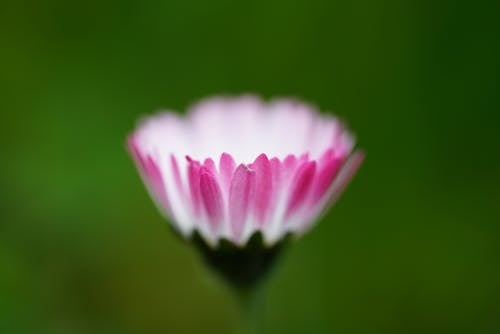 분홍색과 흰색 다중 꽃잎 꽃의 기울기 시프트 사진