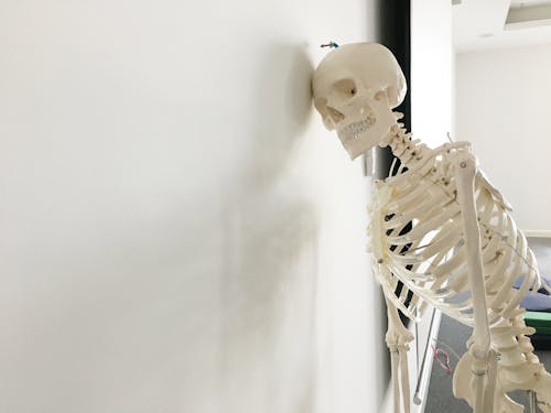 Základová fotografie zdarma na téma kosti, lebka, lidská kostra