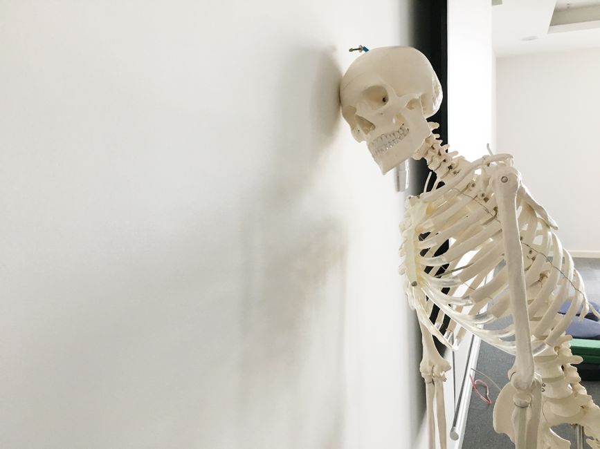 A human skeleton model leaning against a wall in a bright indoor setting.