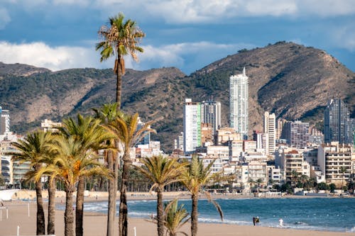 Free Palm Trees Near Body of Water and City Buildings Stock Photo