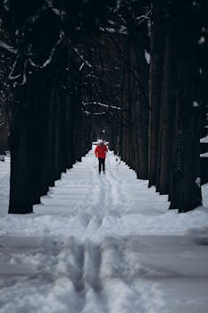 A skier enjoys a serene winter setting on a snowy path flanked by tall trees.