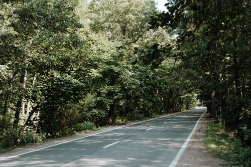 Free A serene forest road on a sunny day, surrounded by lush green trees and summer foliage. Stock Photo
