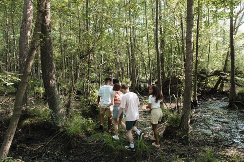 Free A group of teenagers walking through a lush forest on a bright summer day. Stock Photo