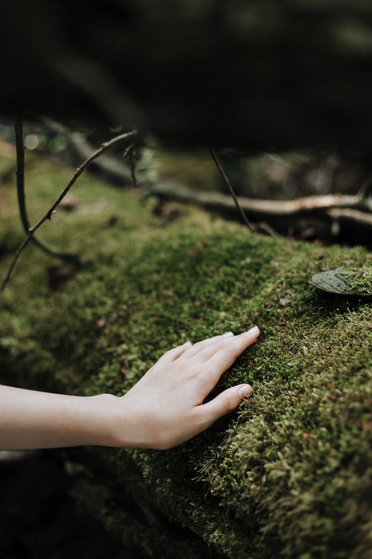 Hand Touching Moss Growing On Tree Trunk