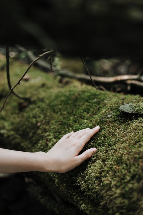 Free A close-up of a hand touching moss growing on a forest tree trunk, depicting a connection with nature. Stock Photo