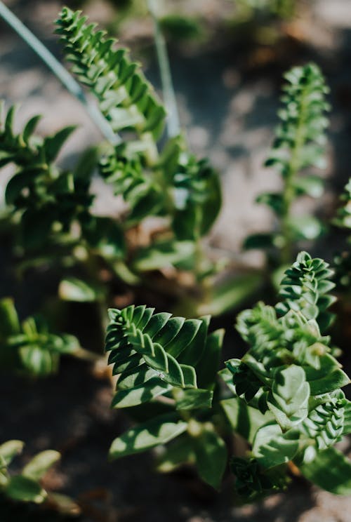 Close-up of Fern Plant Leaves