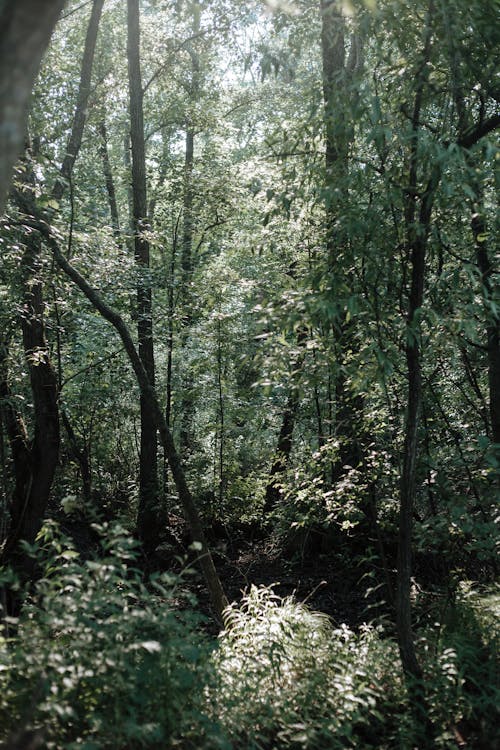 Kostenloses Stock Foto zu aussicht, badehose, bäume