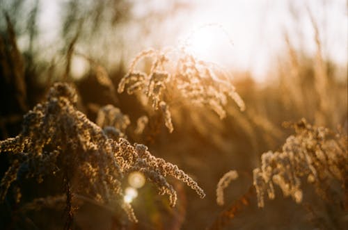 Photos gratuites de 35 mm, arrière, atmosphère