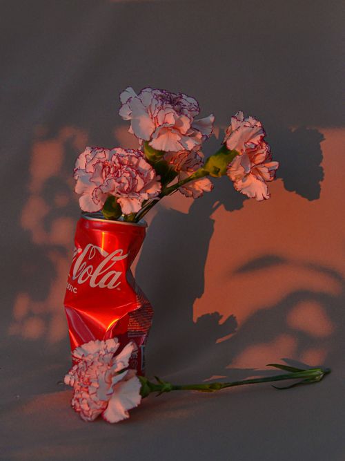 Free Artistic display of pink carnations in a crushed Coca-Cola can, creatively merging recycling with floral decoration. Stock Photo