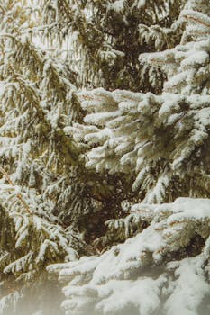 Beautiful snow-covered pine trees in a serene winter forest setting.