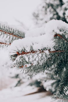Close-up of snow-covered pine branch, capturing winter's serene beauty.