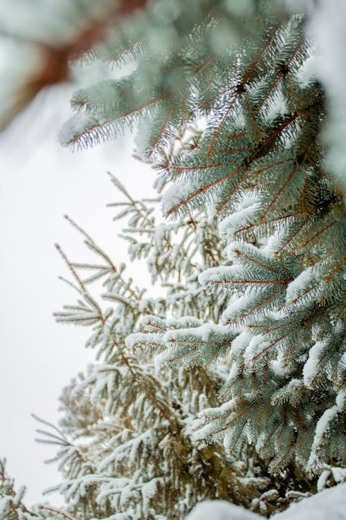 Pine Trees Covered in Snow 