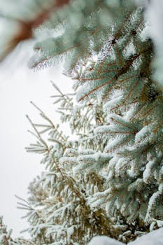 Frosty pine tree branches laden with snow in a serene winter landscape.