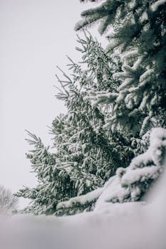 Scenic winter landscape featuring snow-covered pine trees against a serene sky.