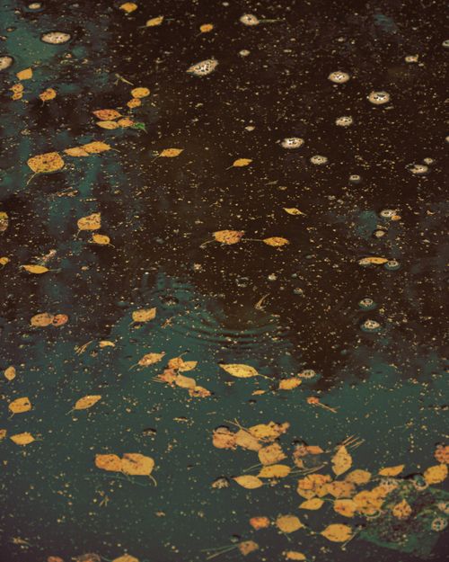 Free Golden leaves drift on a pond, creating a serene autumn reflection with ripples and reflections. Stock Photo