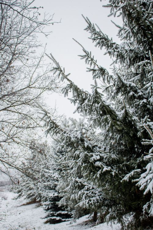 Free Majestic snow-covered pine trees in a serene winter landscape, evoking a tranquil and cold atmosphere. Stock Photo