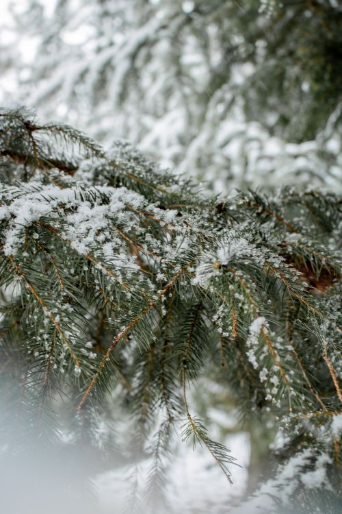 Free Close-up of snowy pine branches in a winter forest setting, capturing the serene cold. Stock Photo