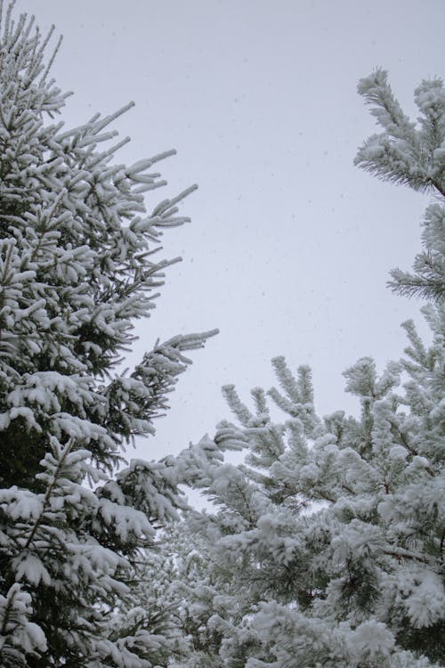 Thick Snow Covering the Green Trees 