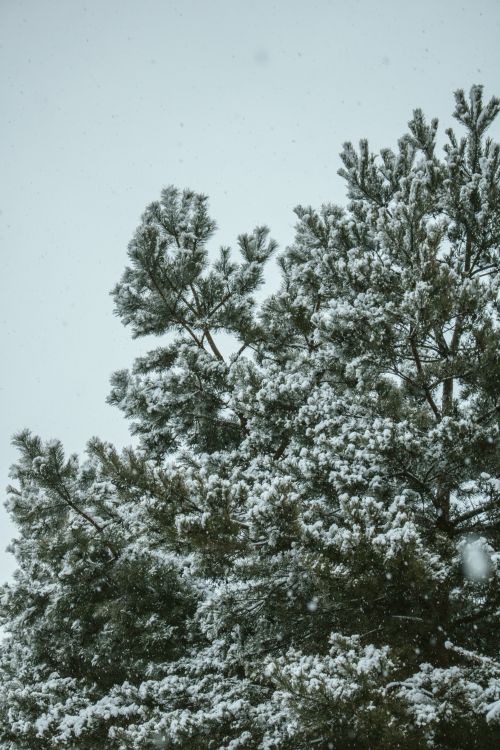 Free Serene image of snow-laden pine trees against a winter sky. Stock Photo