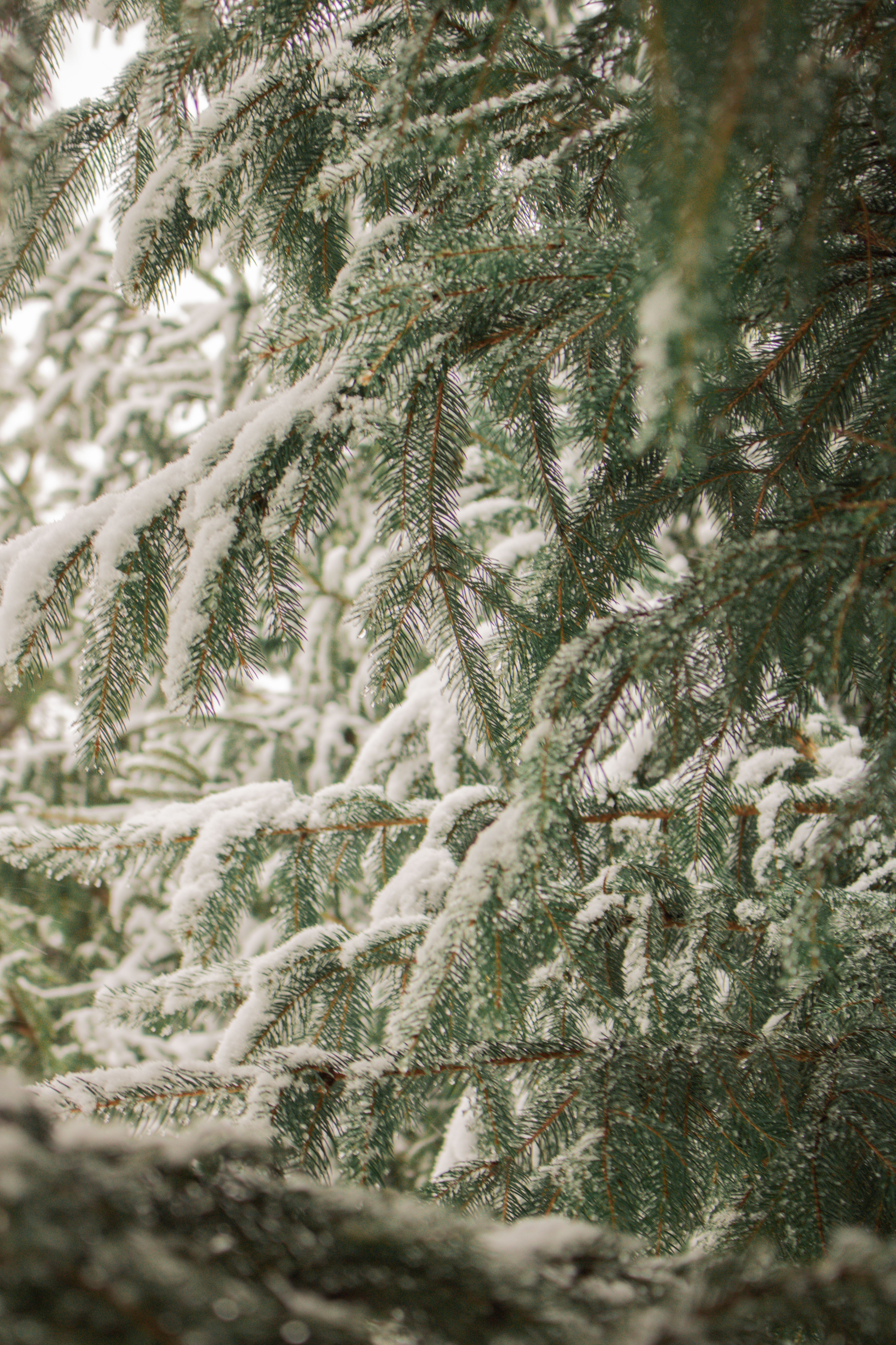 Close Up Photo of Pine Leaves Covered with Snow · Free Stock Photo