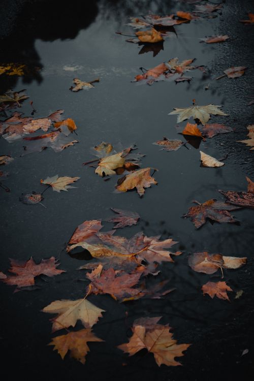 Free Fallen autumn leaves floating on a puddle in Istanbul, Turkey, offering a serene, wet, and reflective scene. Stock Photo