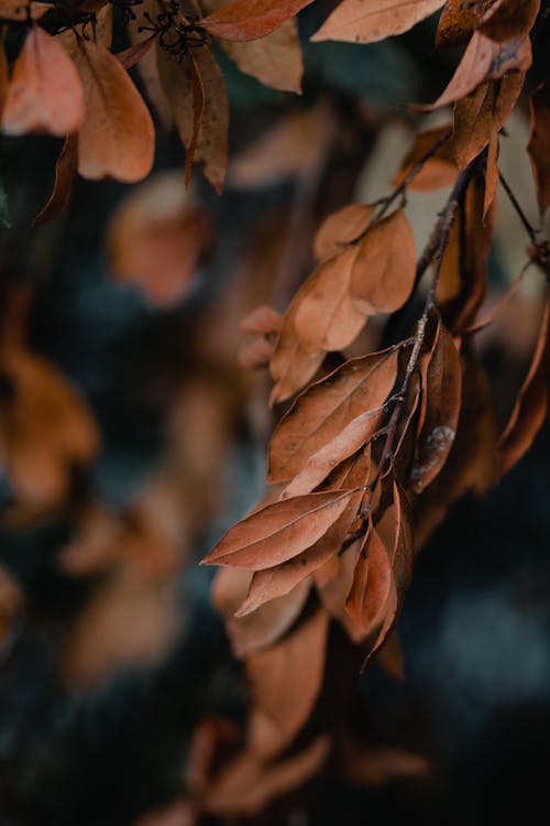 Fotobanka s bezplatnými fotkami na tému hnedé listy, sušené listy, zväčšenie